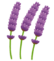 flower_lavender.pngのサムネイル画像