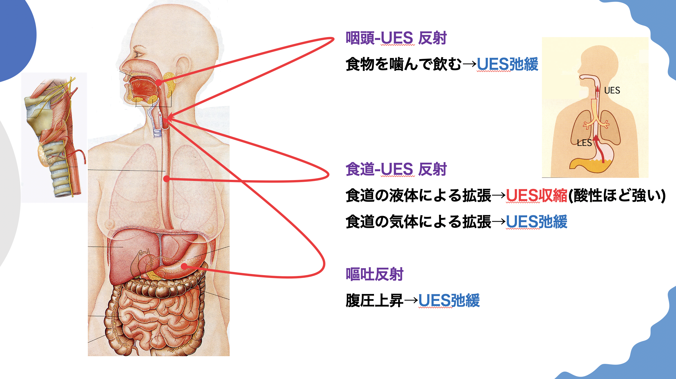 括約筋 エヘン虫の正体を知って、のどの違和感を解決しましょう！ | 朴澤耳鼻咽喉科ニュース＆ブログ